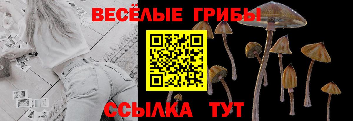 Рубцовск  Псилоцибиновые грибы прущие грибы  Вход с VPN  Галлюциногенные грибы Psilocybe 